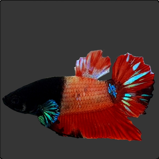 RARE Half Black Red Fancy HMPK Male