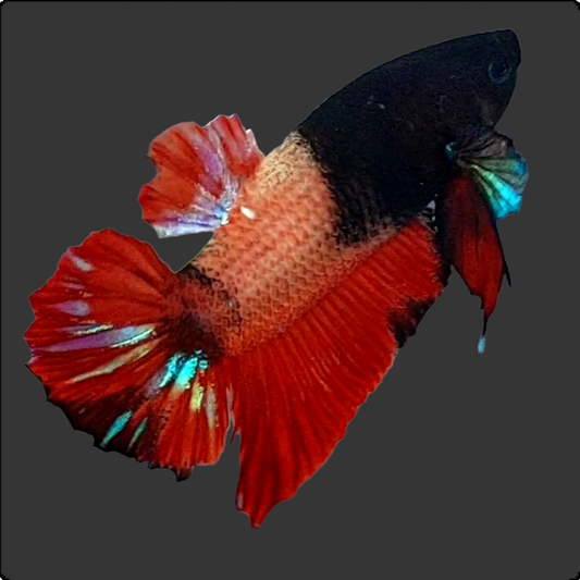 RARE Half Black Red Fancy HMPK Male