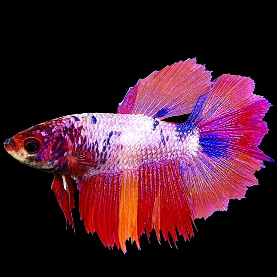 Huge Fins Multicolor Pink Candy Halfmoon Female For Sorority Tank/Breed