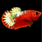 Startail Red Copper Green Gold HMPK Female For Sorority Tank/Breed