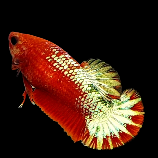 Startail Red Copper Green Gold HMPK Female For Sorority Tank/Breed