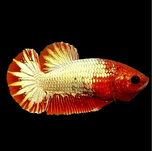 Startail Red Head Copper Gold HMPK Female For Sorority Tank/Breed