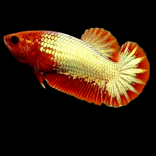 Startail Red Head Copper Gold HMPK Female For Sorority Tank/Breed