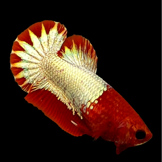 Startail Red Head Copper Gold HMPK Female For Sorority Tank/Breed