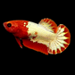 Startail Red Head Copper Gold HMPK Female For Sorority Tank/Breed