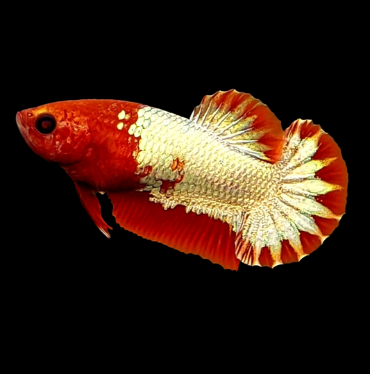 Startail Red Head Copper Gold HMPK Female For Sorority Tank/Breed