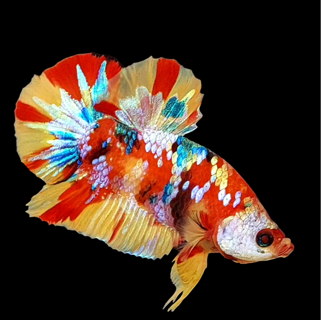 Multicolor Galaxy HMPK Male