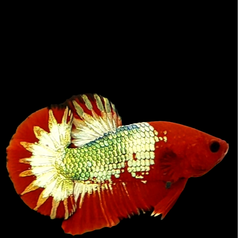 Startail Red Head Copper Green Gold HMPK Male