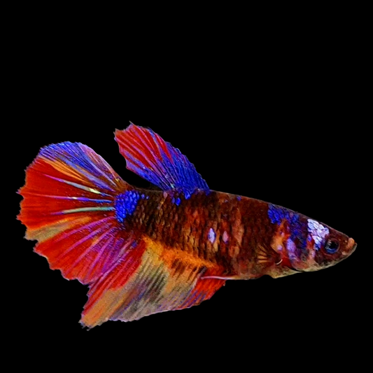 Black Multicolor Galaxy Halfmoon Female For Sorority Tank/Breed