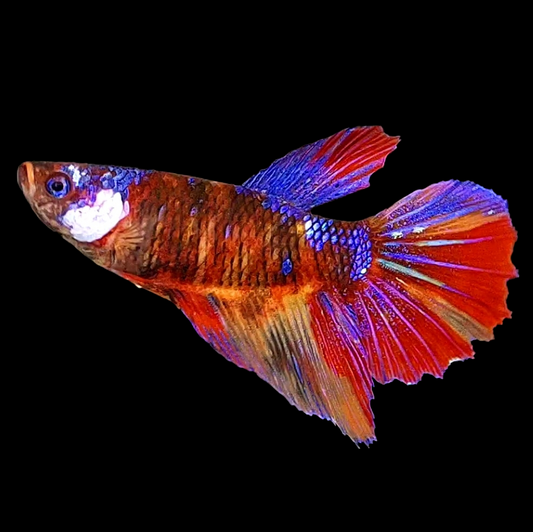 Black Multicolor Galaxy Halfmoon Female For Sorority Tank/Breed