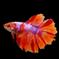 Huge Fins Multicolor Fire Candy Halfmoon Female For Sorority Tank/Breed