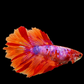 Huge Fins Multicolor Fire Candy Halfmoon Female For Sorority Tank/Breed