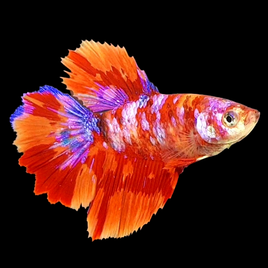 Multicolor Fire Candy Galaxy Halfmoon Female For Sorority Tank/Breed