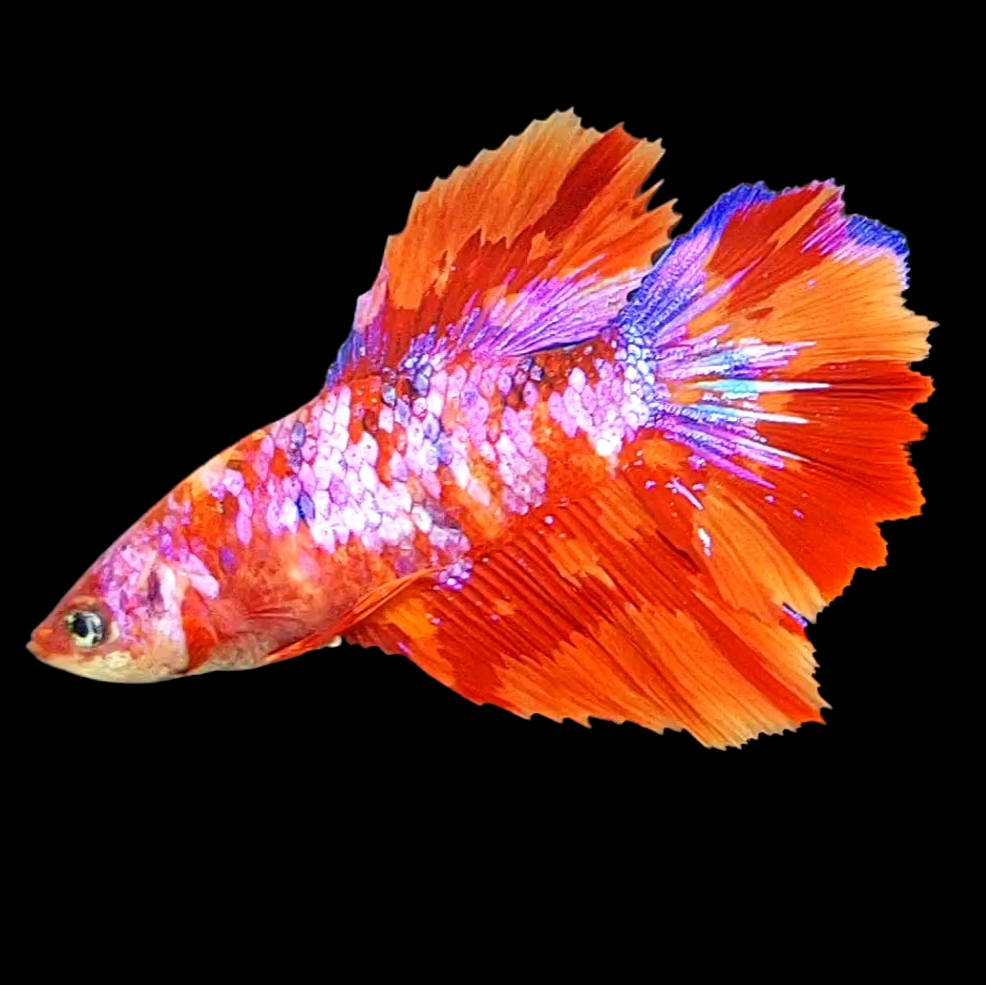 Multicolor Fire Candy Galaxy Halfmoon Female For Sorority Tank/Breed