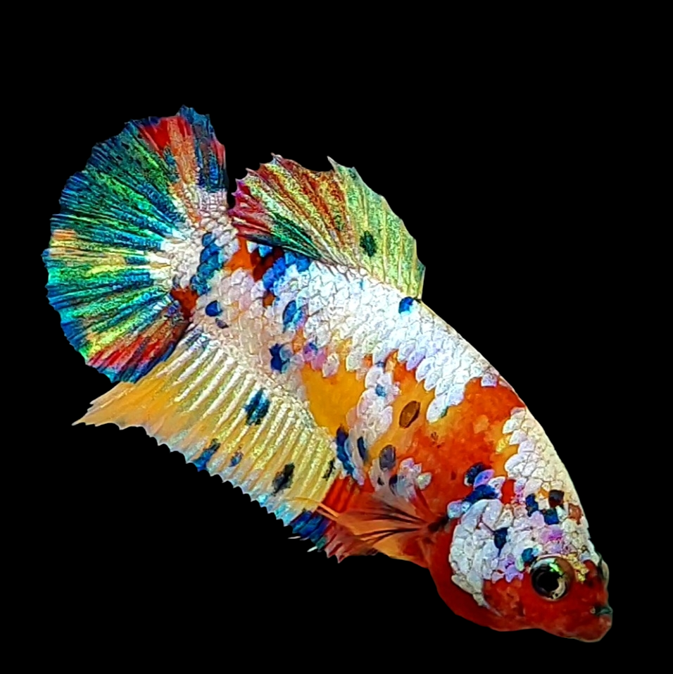 Multicolor Galaxy HMPK Female For Sorority Tank/Breed