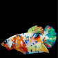 Multicolor Galaxy HMPK Female For Sorority Tank/Breed