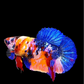 Multicolor Yellowbase Galaxy HMPK Female For Sorority Tank/Breed