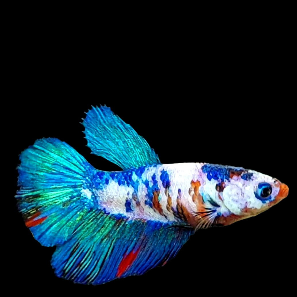 Multicolor Turquoise Galaxy Halfmoon Female For Sorority Tank/Breed