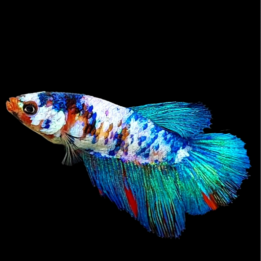 Multicolor Turquoise Galaxy Halfmoon Female For Sorority Tank/Breed