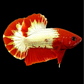 Startail Red Head Copper Gold HMPK Male