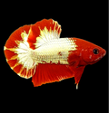 Startail Red Head Copper Gold HMPK Male