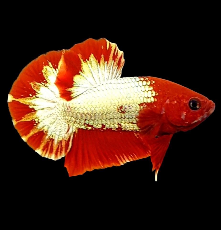 Startail Red Head Copper Gold HMPK Male