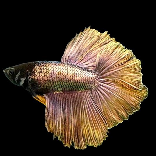 Blackhead Copper Gold Halfmoon Male