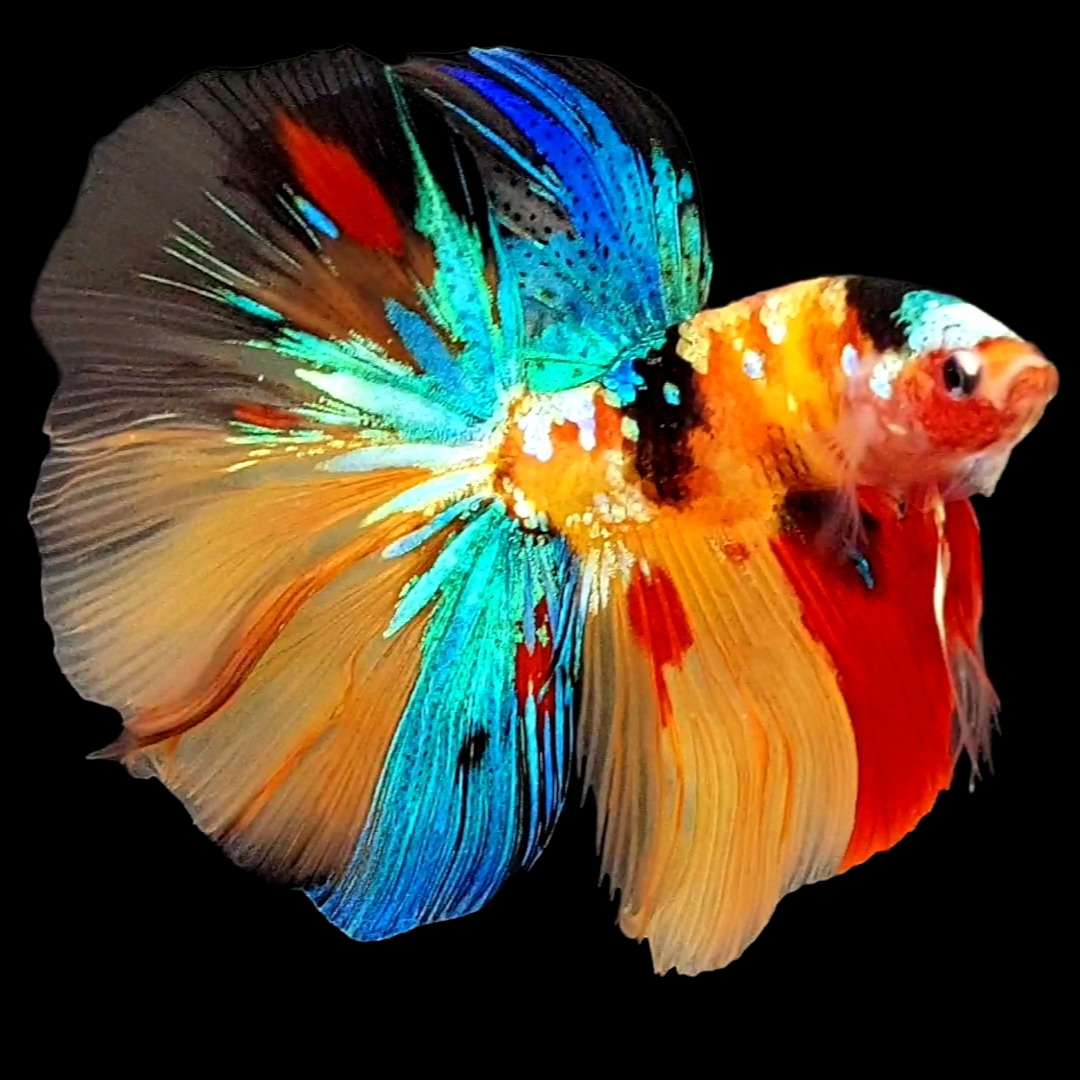 Multicolor Gold Galaxy Huge Fin Halfmoon Male