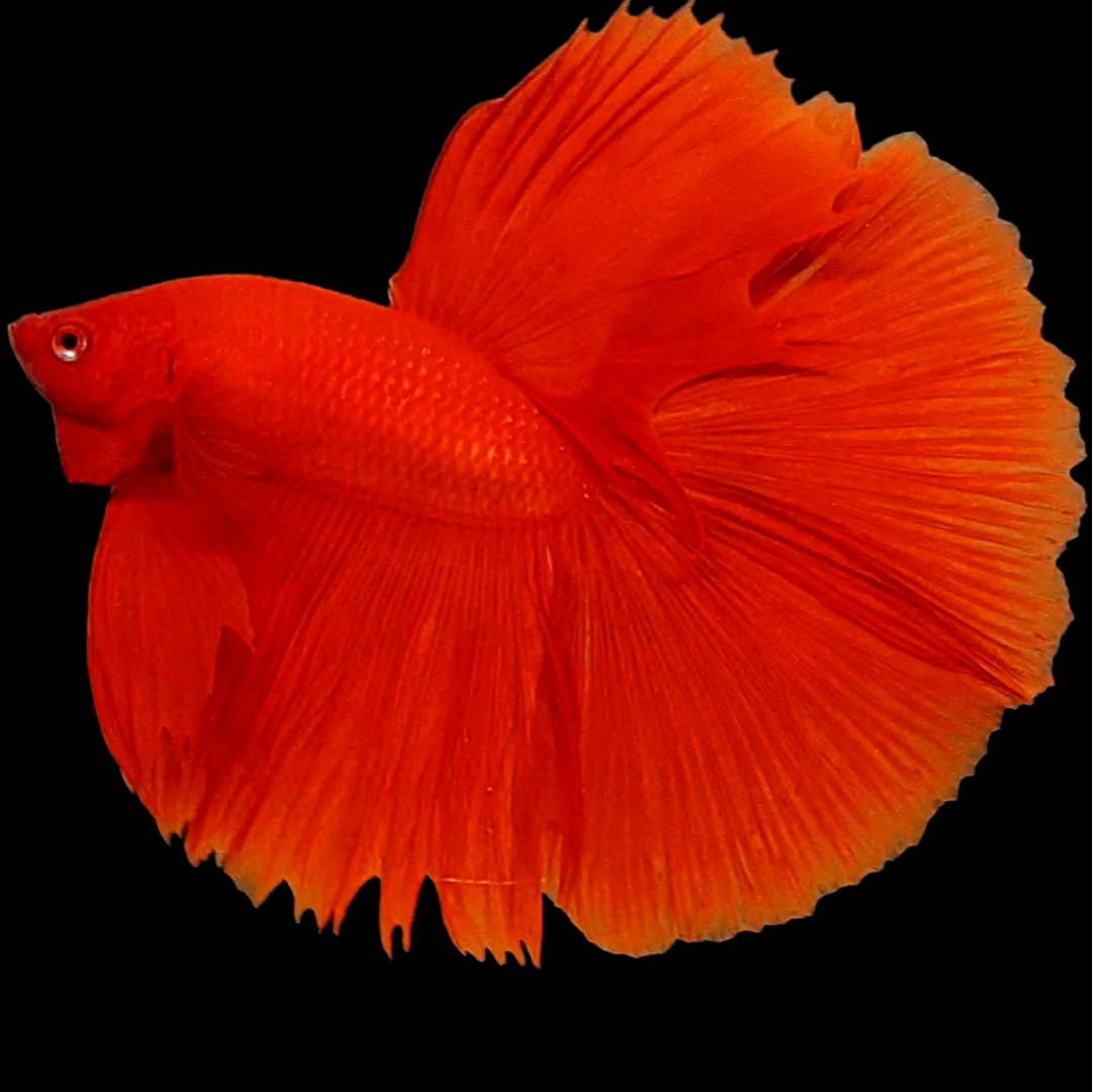 Solid Super Red Huge Fin Halfmoon Male