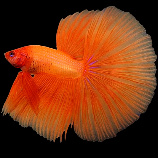 Solid Orange Huge Fin Halfmoon Male