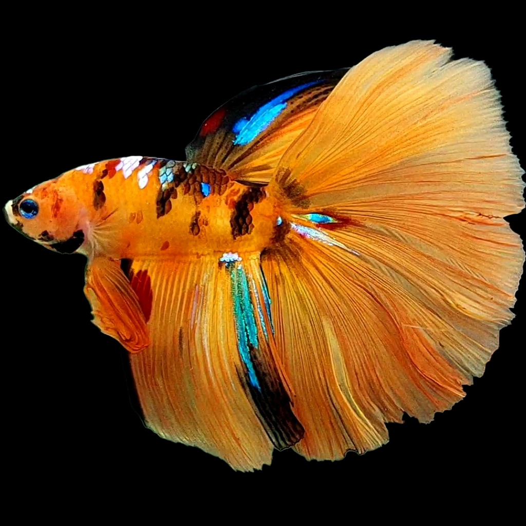 Orange Tiger Galaxy Huge Fin Halfmoon Male