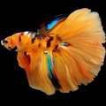 Orange Tiger Galaxy Huge Fin Halfmoon Male