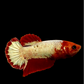 Red Head Fancy Copper HMPK Female For Sorority Tank/Breed