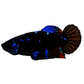 Black Star Blue Galaxy HMPK Female For Sorority Tank/Breed