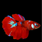 Red Koi Galaxy Halfmoon Female For Sorority Tank/Breed