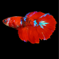 Red Koi Galaxy Halfmoon Female For Sorority Tank/Breed