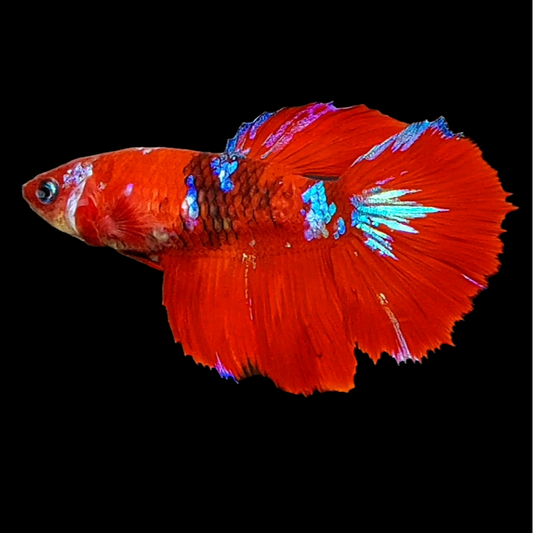 Red Koi Galaxy Halfmoon Female For Sorority Tank/Breed