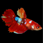 Multicolor Koi Galaxy Halfmoon Female For Sorority Tank/Breed