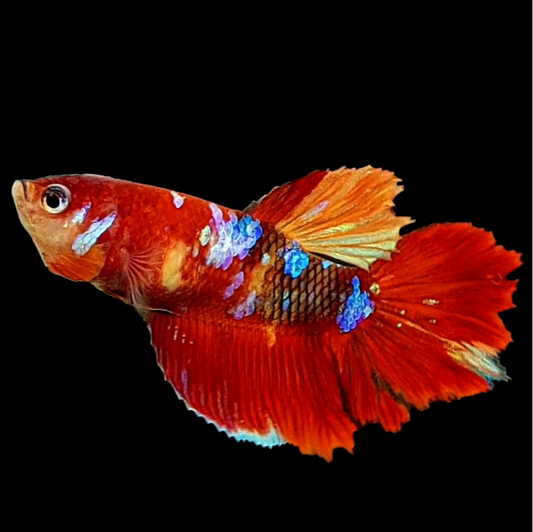 Multicolor Koi Galaxy Halfmoon Female For Sorority Tank/Breed