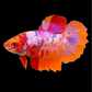 Multicolor Candy Halfmoon Female For Sorority Tank/Breed