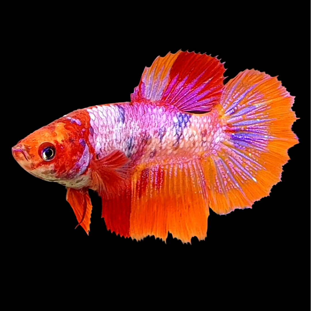 Multicolor Candy Halfmoon Female For Sorority Tank/Breed