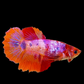 Multicolor Candy Halfmoon Female For Sorority Tank/Breed