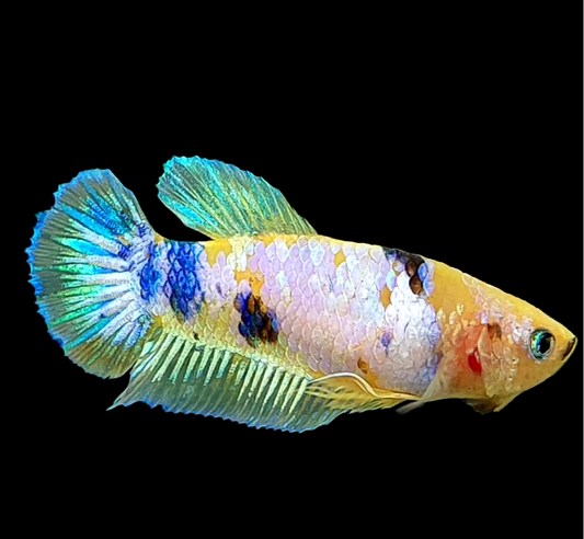 Yellow Galaxy Pink HMPK Female For Sorority Tank/Breed