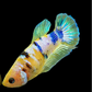 Yellow Galaxy Pink HMPK Female For Sorority Tank/Breed