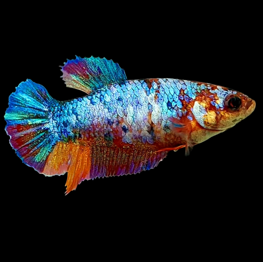 Multicolor HMPK Female For Sorority Tank/Breed