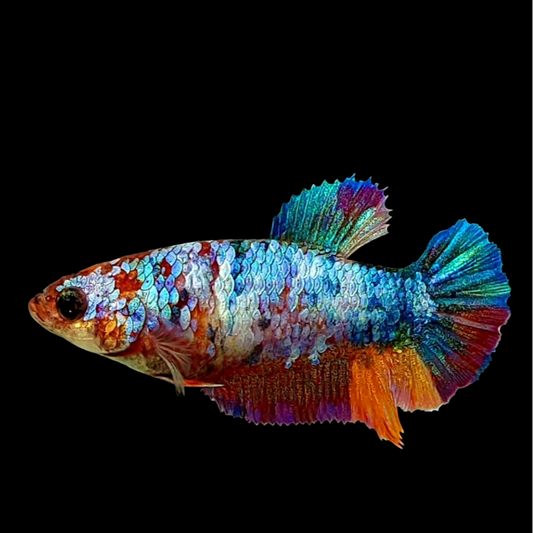 Multicolor HMPK Female For Sorority Tank/Breed