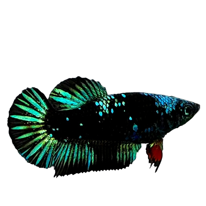 Black Star Green Galaxy HMPK Female For Sorority Tank/Breed