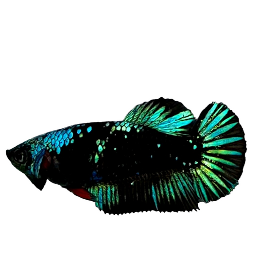 Black Star Green Galaxy HMPK Female For Sorority Tank/Breed