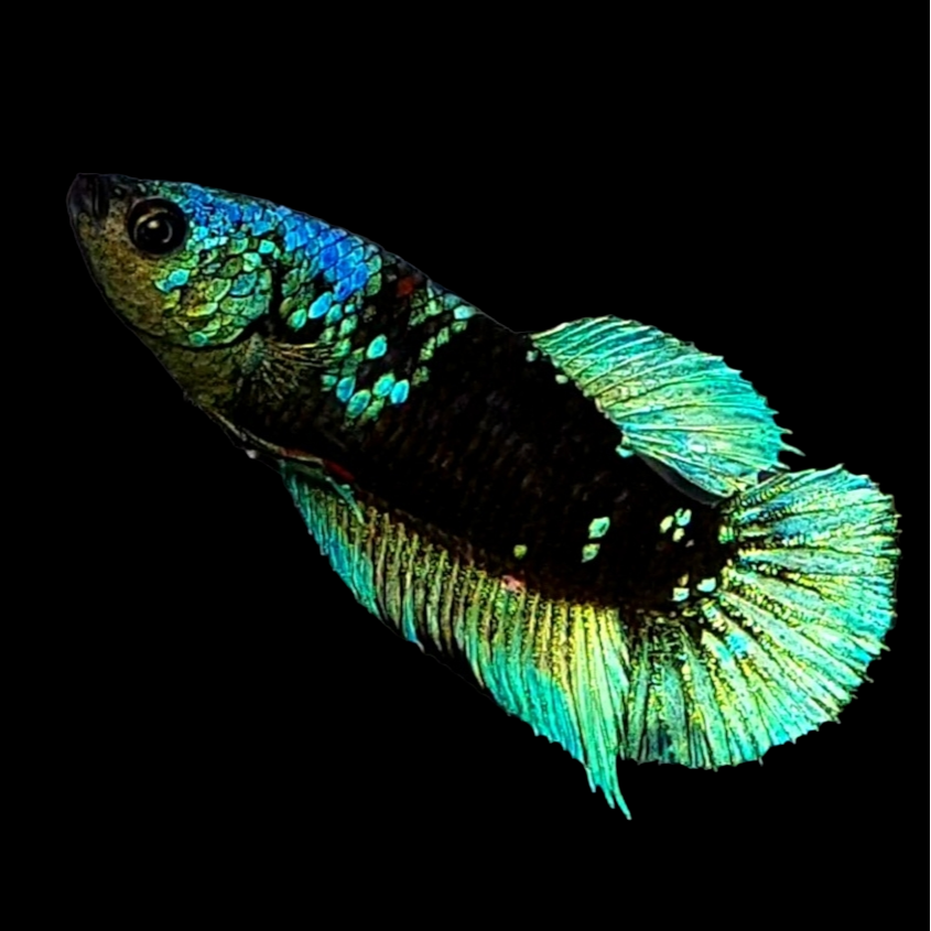 Black Star Green Galaxy HMPK Female For Sorority Tank/Breed