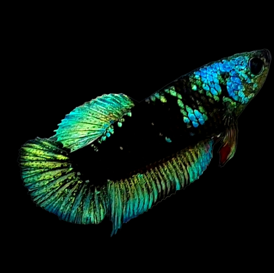 Black Star Green Galaxy HMPK Female For Sorority Tank/Breed